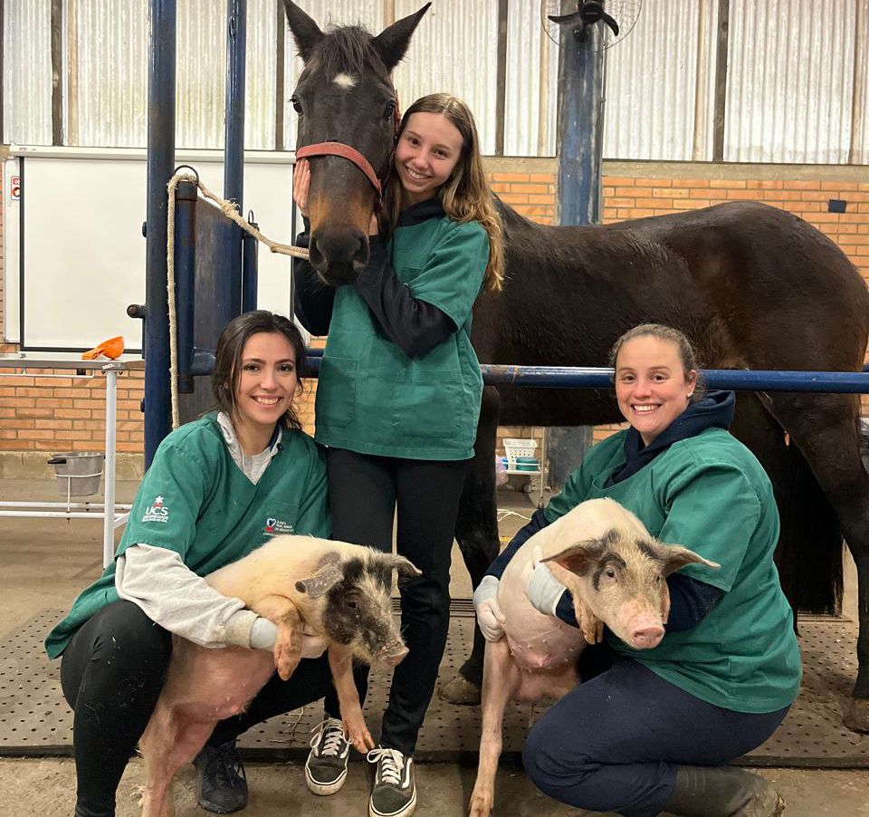 Hospitalar Veterinário da UCS atua na recuperação de animais vítimas das enchentes