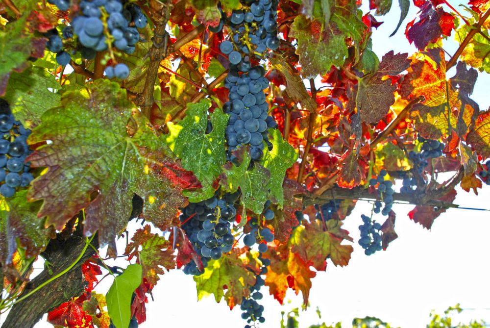 Safra de uvas teve queda de 26,58% em 2024 