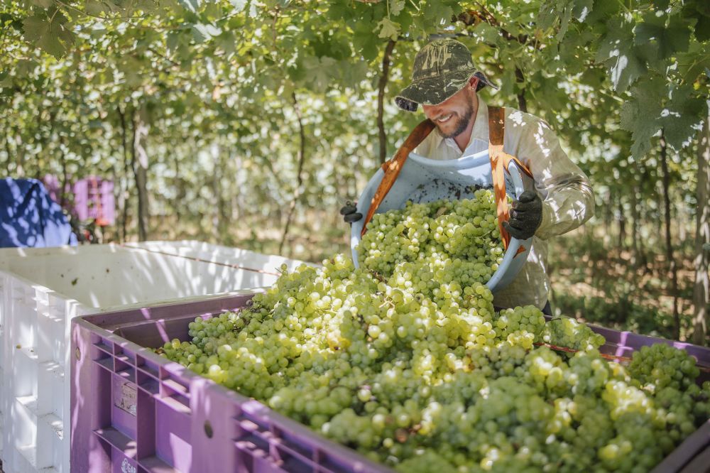 Vinícola Garibaldi já recebeu mais de 14 milhões de quilos de uvas