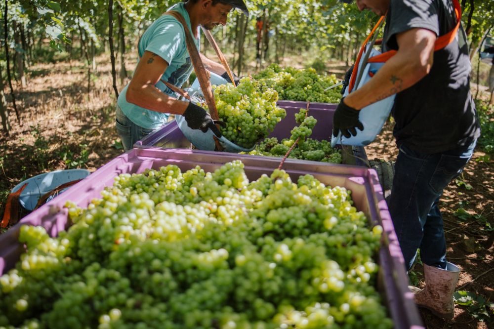 Vinícola Garibaldi encerra safra 2025 com mais de 28 milhões de quilos de uva 