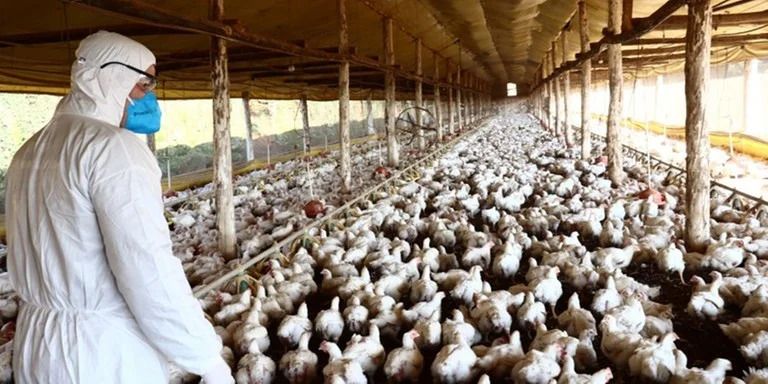 Exportações Suspensas: Confirmado foco de Gripe Aviária em Granja de Montenegro