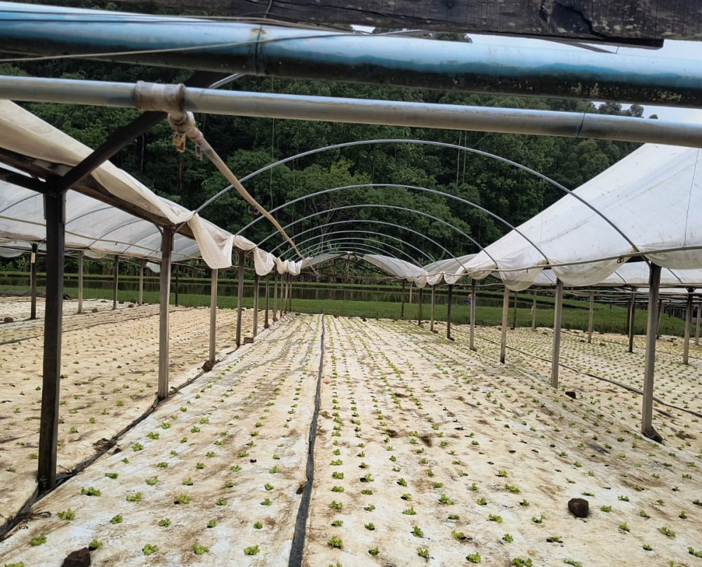 Vento danifica propriedades rurais no interior de Carlos Barbosa 