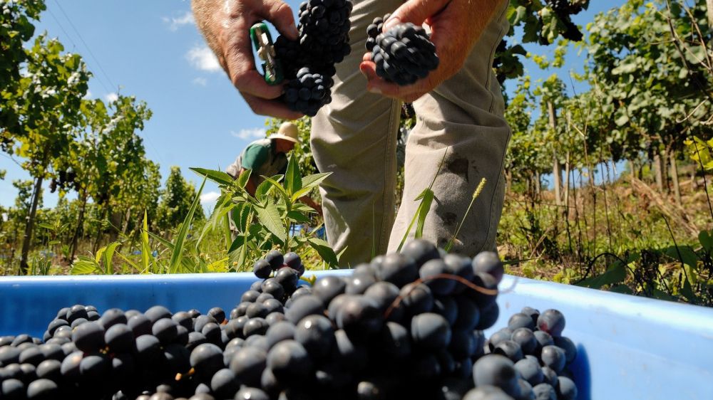 Preço mínimo da uva sobe 6,5% e chega a R$ 1,80 a partir de 2026