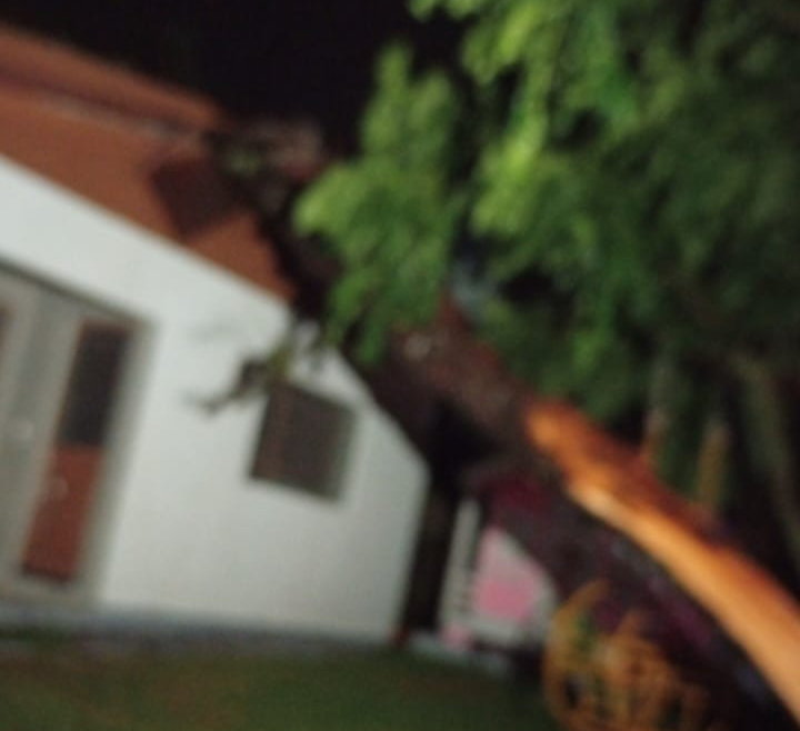 Temporal arranca árvores, derruba postes e deixa Garibaldi às escuras