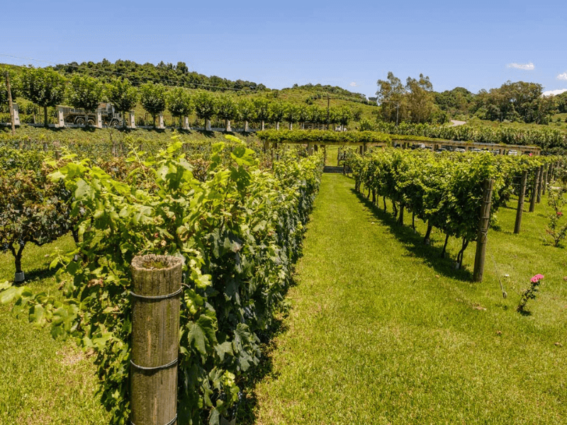 Sol, calor e chuva de verão marcam o fim de semana na Serra
