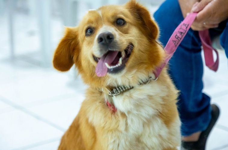 Castração gratuita passa a ter novas regras no município de Garibaldi