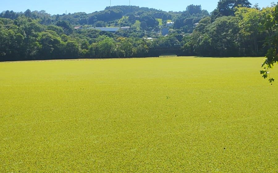 “De novo”: marrequinhas voltam a predominar na barragem de Garibaldi